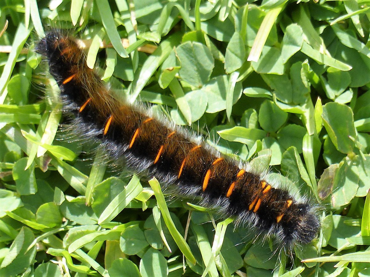thremnir's tweet photo. Fox moth caterpillar, #ErrisHead today:- https://t.co/4UsFUURfte