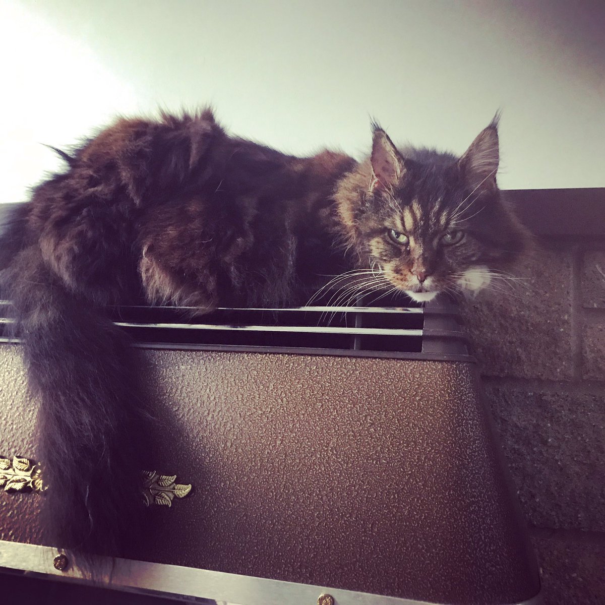 lomadia's tweet photo. "No, Mr Bond: I expect you to die." https://t.co/puYovUnOkq