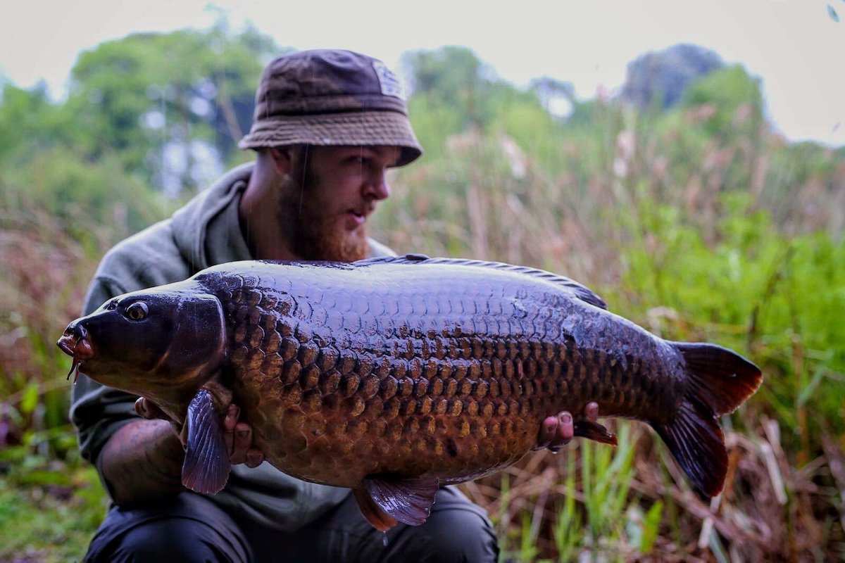 MainlineBaits's tweet photo. Charlie Snook with a stunning 31lb 10oz Farlows common, caught on a Peaches and Cream Pop-Up fished over a small bed of Cell boilies. https://t.co/6H23gmB76r