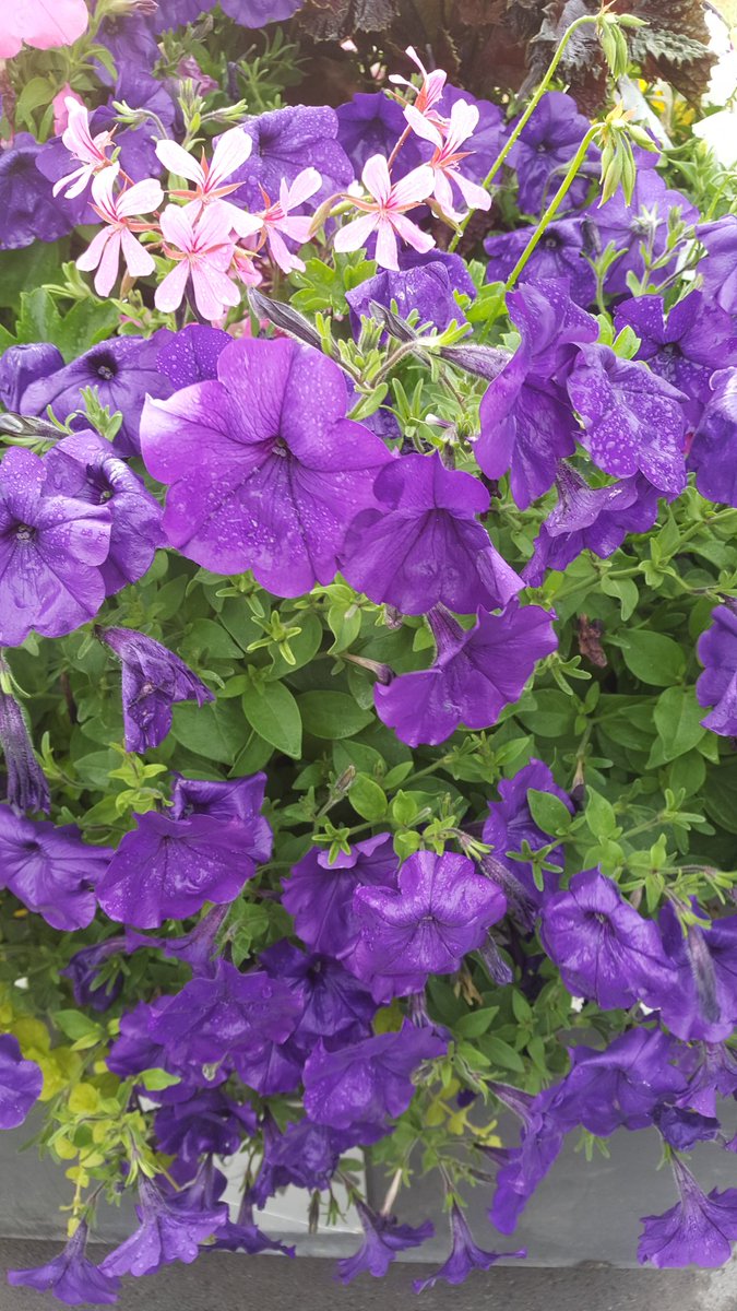 Adâlet, halkın dirliği ve düzeni, idârecilerin süsü ve güzelliğidir.