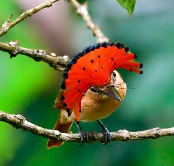 Image result for amazonian royal flycatcher