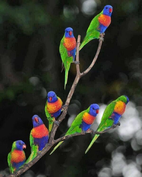 RinconInca's tweet photo. #28deJulio dia internacional de #losloros y lo celebramos con esta especie poco conocida #elloroarcoiris de #australia #viernesdecultura https://t.co/c8dn3ukPbR