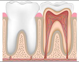 Zoom sur les soins #dentaires chez le valvulaire ow.ly/ghum30dZcPq <a href="/ChirurgieOrale/">SFChirurgieOrale</a> #antibioprophylaxie #parodontopathie #AOD