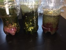 MarineBio_M's tweet photo. While visual results of #Winogradsky columns was not impressive, a window on #microbe #ecology could be seen under the microscope. #TPMarine https://t.co/iWuLjh4DbN