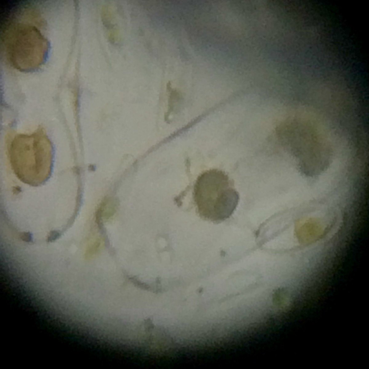 MarineBio_M's tweet photo. While visual results of #Winogradsky columns was not impressive, a window on #microbe #ecology could be seen under the microscope. #TPMarine https://t.co/iWuLjh4DbN
