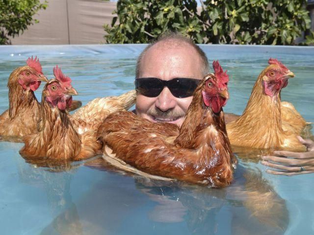 Q. In what direction does a chicken swim?
A. Cluck-wise!!
#FridayFunny #pools