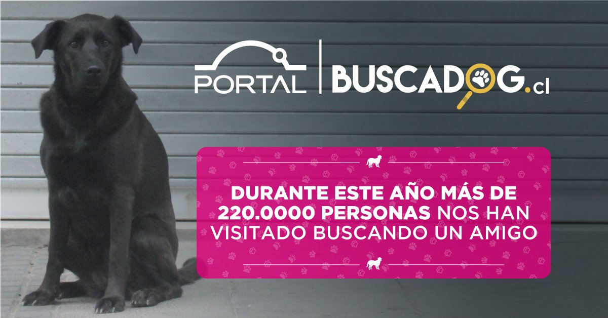 Sin embargo, en la calle muchos perros siguen buscando el suyo. Ayúdanos a cambiar esta triste realidad. #BuscaDog