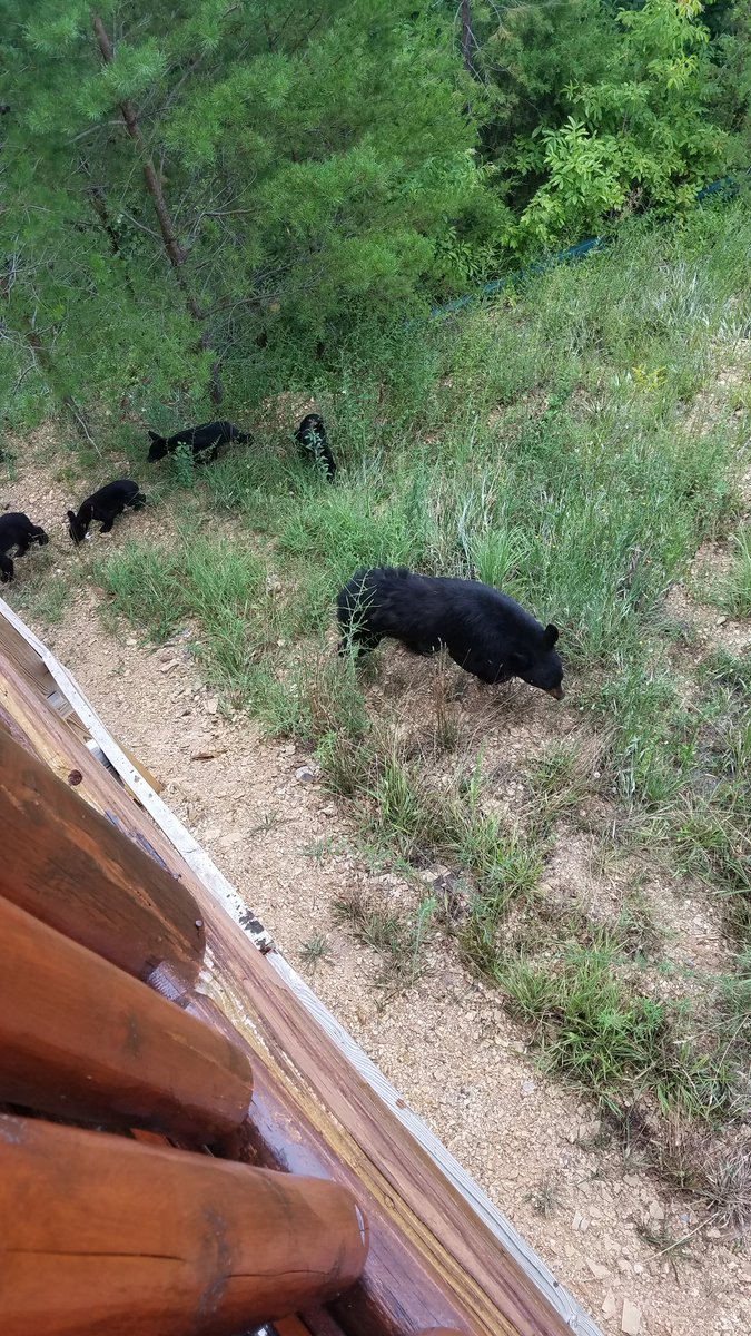 jtberg78's tweet photo. Well nothing like walking outside to several bears https://t.co/p1AjgvZ22U