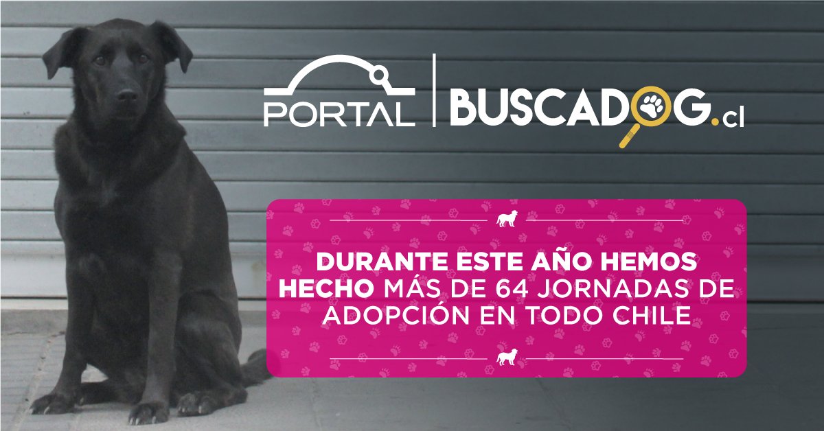Sin embargo, en la calle muchos perros siguen buscando el suyo. Ayúdanos a cambiar esta triste realidad. #BuscaDog