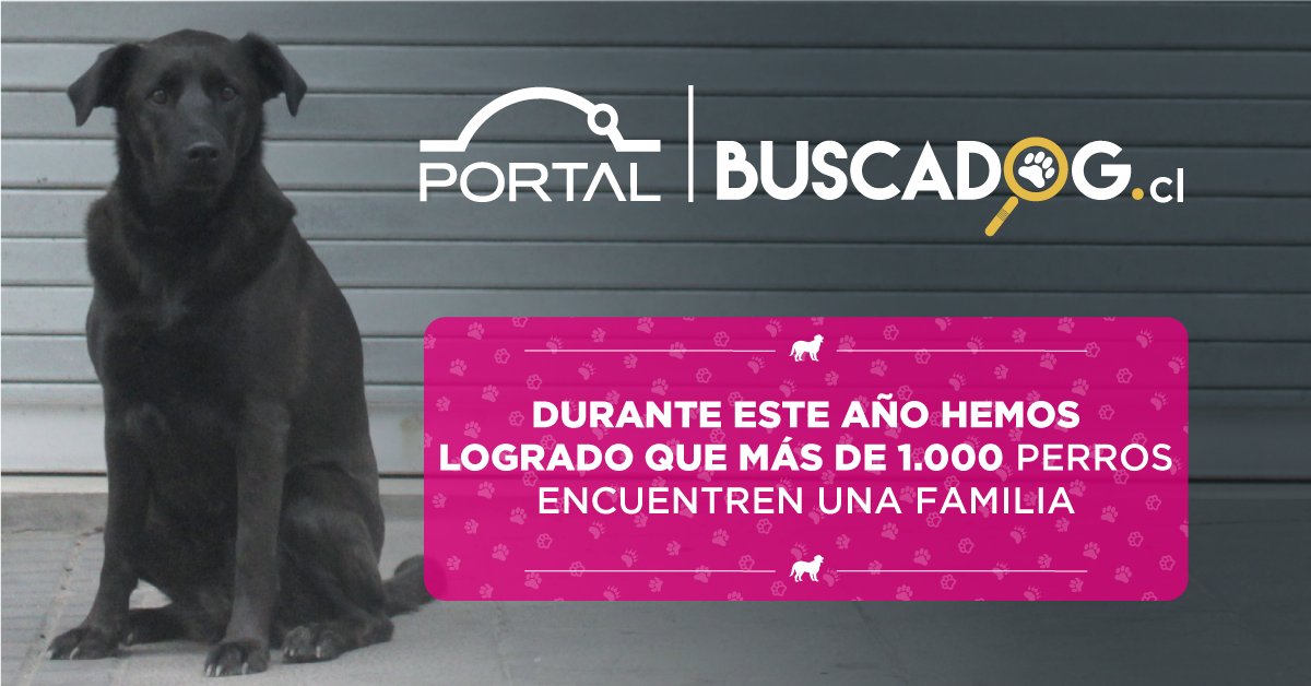 Sin embargo, en la calle muchos perros siguen buscando el suyo. Ayúdanos a cambiar esta triste realidad. #BuscaDog