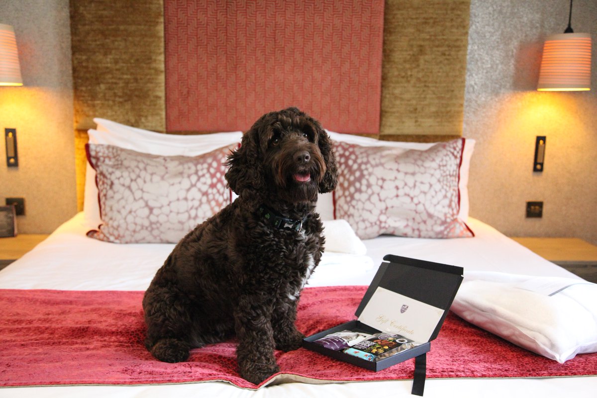 GonvilleHotel's tweet photo. Here at the Gonville Hotel, we pride ourselves on our outstanding customer service whether you have 2 or 4 legs. #bedogfriendly https://t.co/sJDsxmjD2v