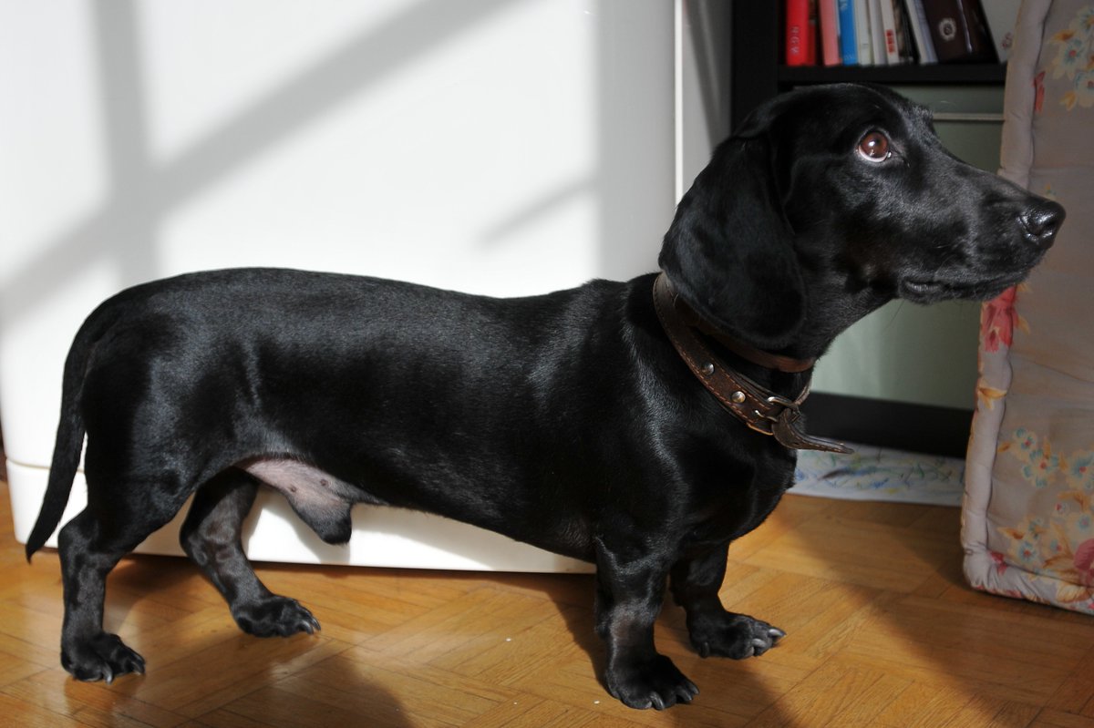 Suche zu sofort #Assistenz / #Büroleitung m/w in #Berlin Näheres hier: bit.ly/2t6FBkb  oder bit.ly/2ucDWtg  <a href="/BV_Buerohund/">Bundesverband Bürohund e.V. Dog-In statt Burn-Out</a>