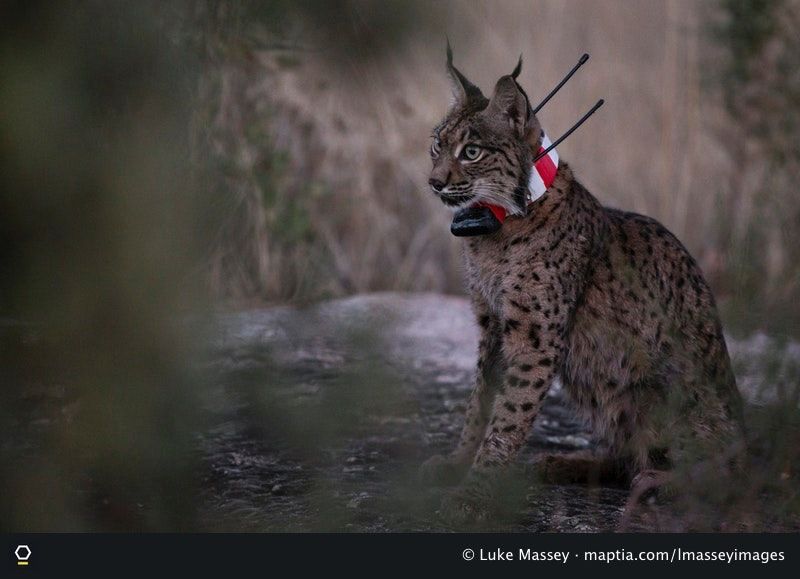 How GPS collars may just help save the beautiful Iberian lynx from extinction on.maptia.com/2uCuQVV <a href="/LMasseyImages/">Luke Massey</a> &amp; @naturenibbles report
