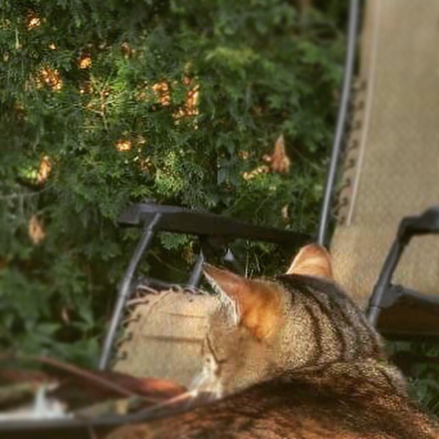 VeraTabbyCat's tweet photo. The rain is finally finishined, and I am finally taking some well needed Vera time. #TwitterTabby #CatsOfTwitter https://t.co/LWTEVqnpxJ
