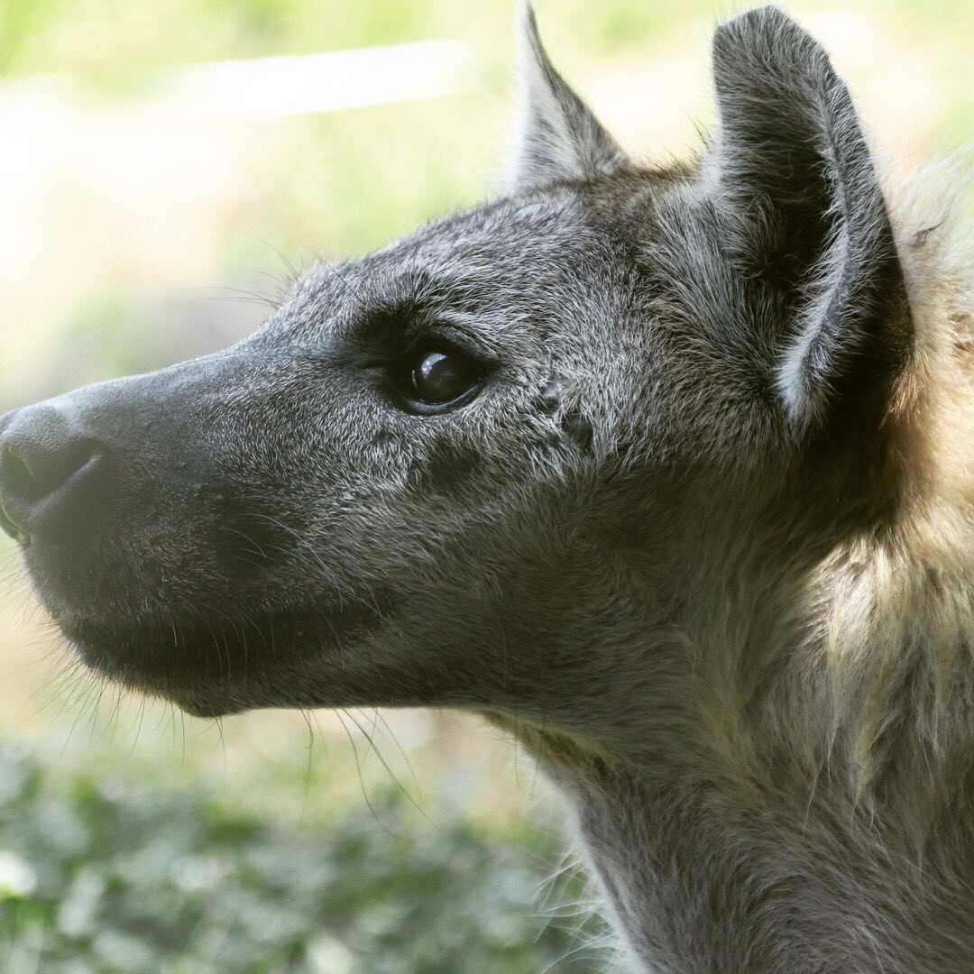 ラーメンつけめん僕イケメン Twitter Search Twitter ラーメンつけめん僕イケメン Twitter Search Twitter