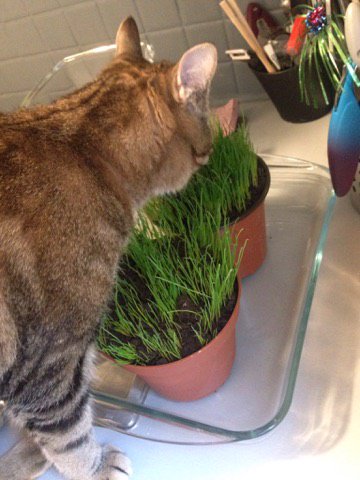 miaoubox's tweet photo. Elliot vérifie que son herbe à chat pousse bien 🌿---> 5€ de réduction sur votre 1ère Miaoubox avec le code JUILLET17 https://t.co/zxyABgdApx
