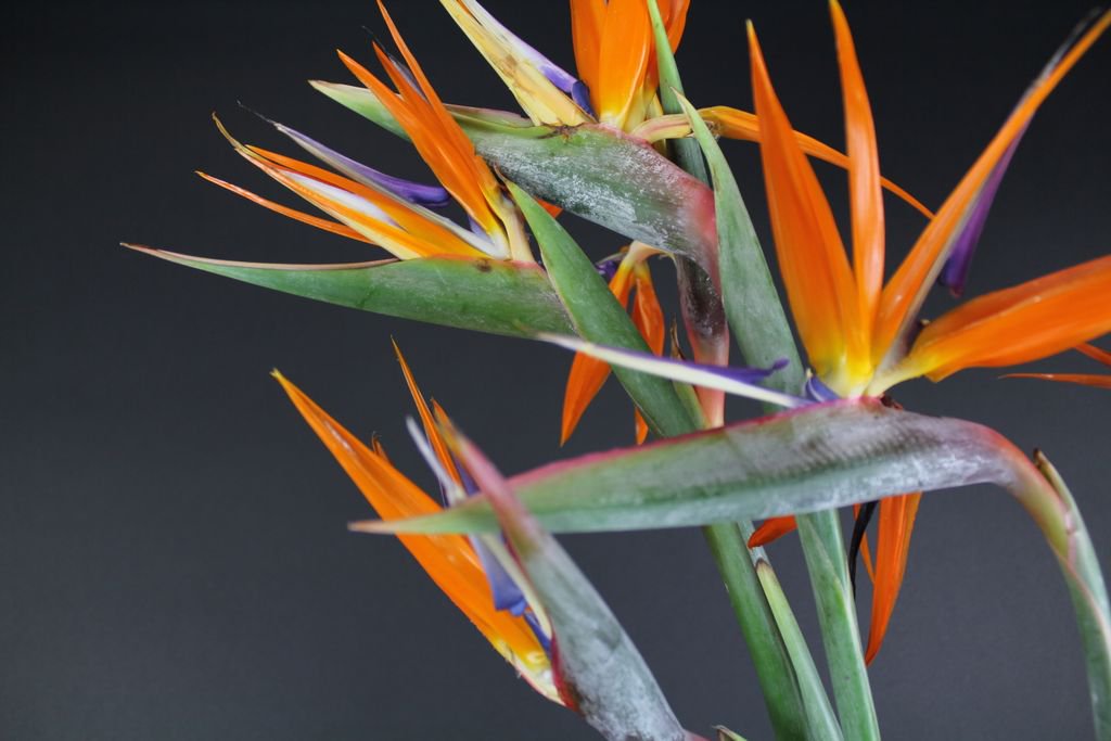 Field_OfFlowers's tweet photo. Friday's Featured Flower: Birds of Paradise
It symbolizes freedom, beauty and magnificence.
#fridaysfeaturedflower #birdofparadise #tgif https://t.co/LJmQIfg6xX