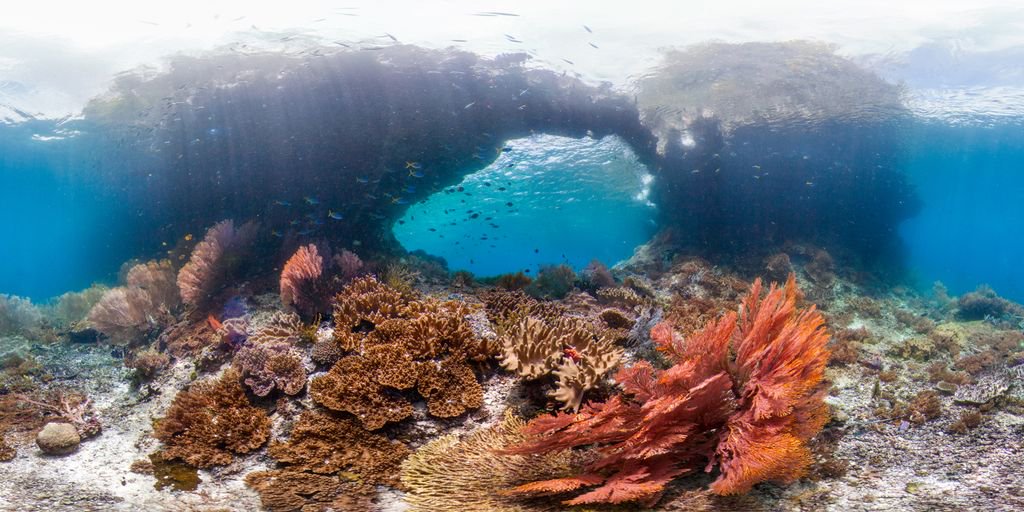 50Reefs's tweet photo. Is there anything more gorgeous or chilled-out than a healthy coral reef? We're biased, obviously, but the correct answer is: nope. https://t.co/QZXQms3MCg
