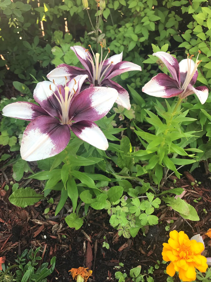 Entiretyinbits's tweet photo. Already fading, unaware, their days were numbered when they first bloomed.  

And were no less beautiful for it. https://t.co/IfaXhTw9bT