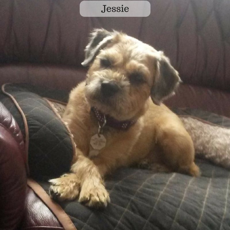 CruftsMerchShop's tweet photo. DogOfTheWeek final! Vote for your winner now, comment the dog you want to win name below #dogsoftwitter #fridayfeeling #dogs #pets #home https://t.co/rJaeCtSdsX