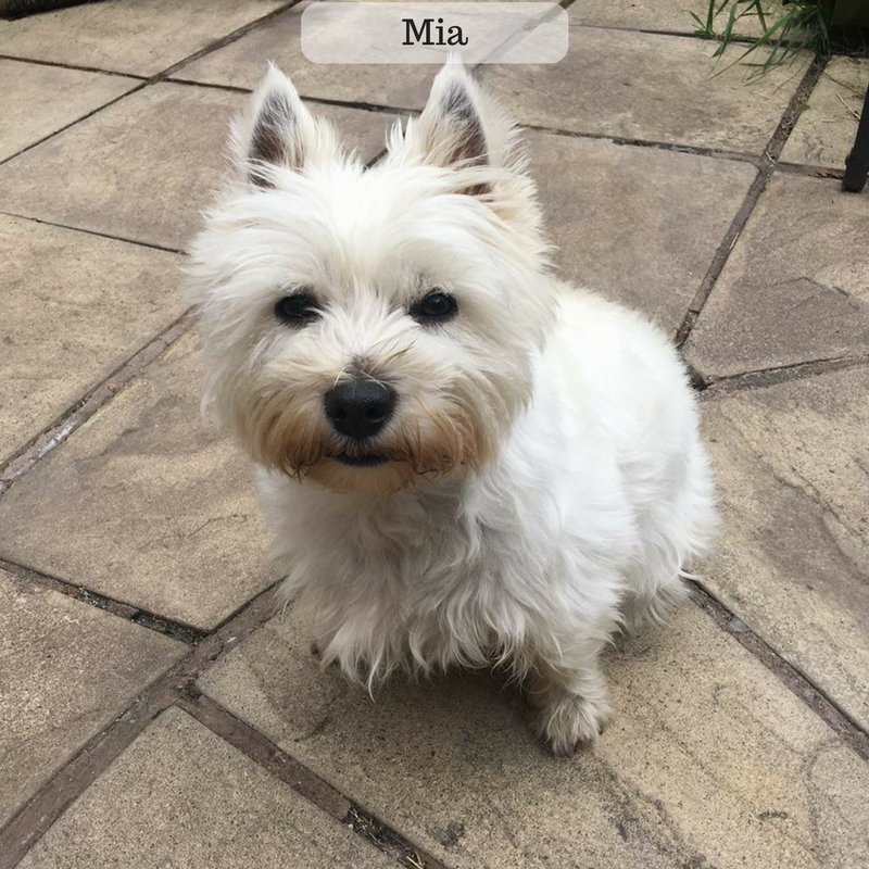 CruftsMerchShop's tweet photo. DogOfTheWeek final! Vote for your winner now, comment the dog you want to win name below #dogsoftwitter #fridayfeeling #dogs #pets #home https://t.co/rJaeCtSdsX