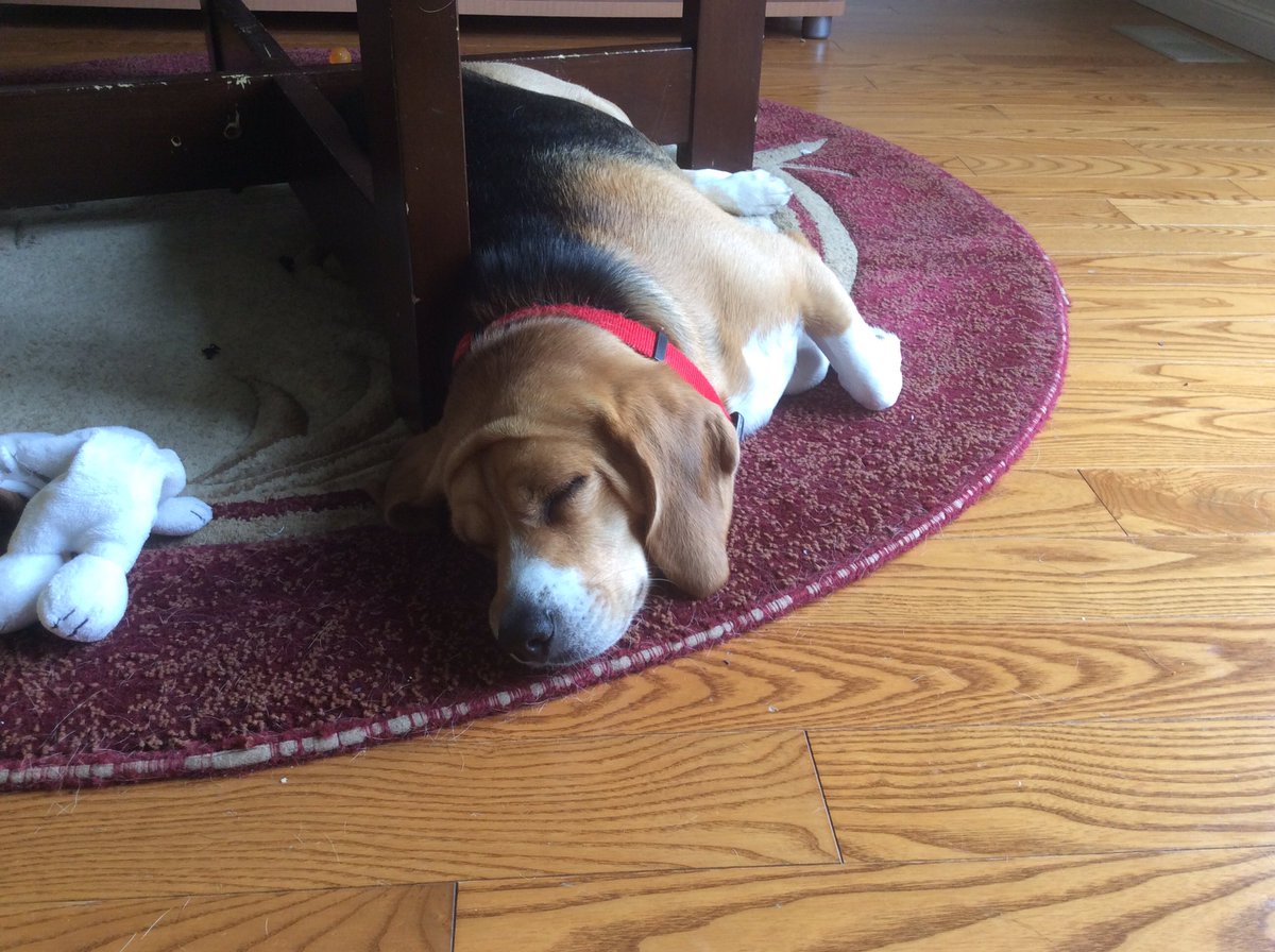 TrueGradient's tweet image. Ah yes, here is a sleeping Crazy Timmy in his natural habitat. I hope I don't wake him up. He will start to dance.