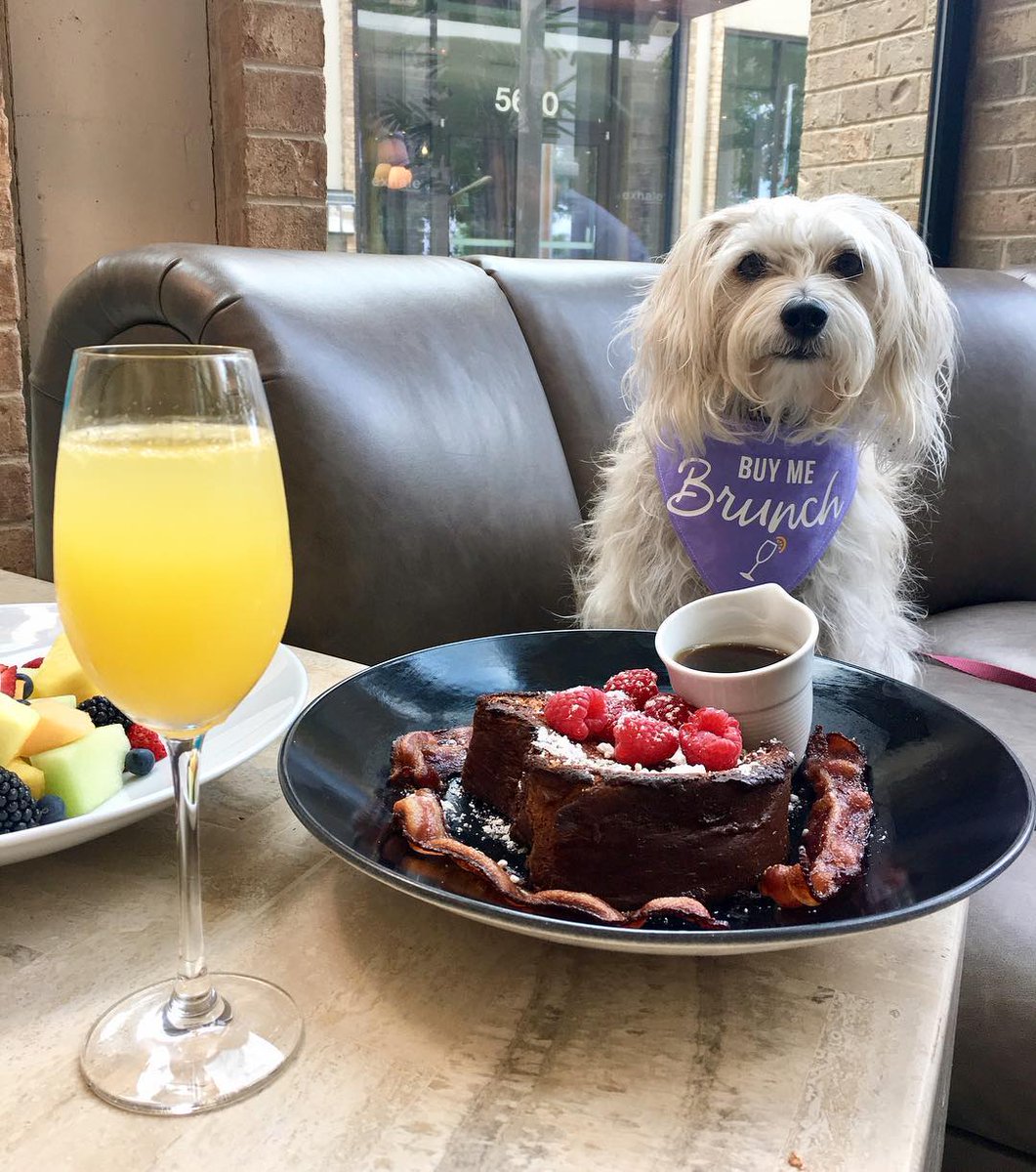 This pup sure knows how to spend #NationalDogDay! #HighlandDallas 📷: @triscuit_thedog
