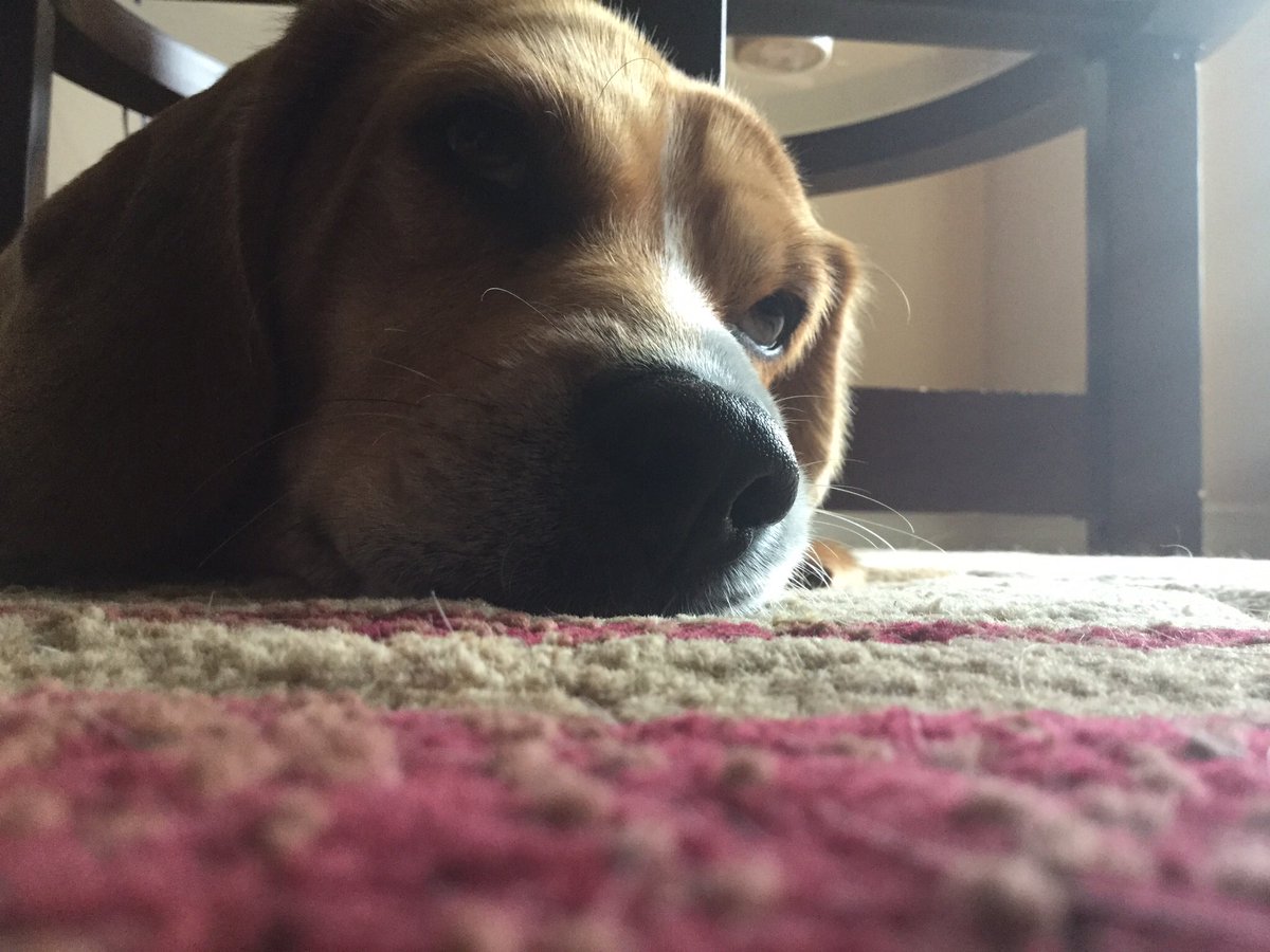 TrueGradient's tweet image. I think Timmy is awake. Wish me luck trying to make him dance for the camera.