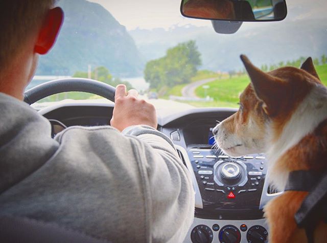 Hariharaloves's tweet photo. Reposting @solan_the_lundehund
I love travelling with my humans
 #norsklundehund #puffindog #norwegianpuffindog #dogsonadventure #shouldwego https://t.co/jHpGg4kxdc