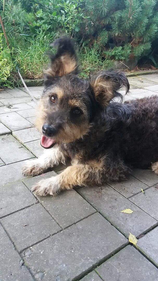 LADY aus Wladikawkas

<3 Bald das schwarze Schaf in DEINER Familie? <3

Mix, weiblich, geboren ca. Januar 2016, geimpft, gesund