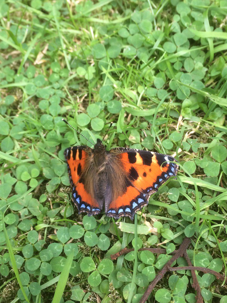 Calybites's tweet photo. Half a dozen Small Tortoiseshells (reared from Baildon Moor caterpillars) released today. #VC64 #Aglais #urticae https://t.co/9WXU6Wxi95