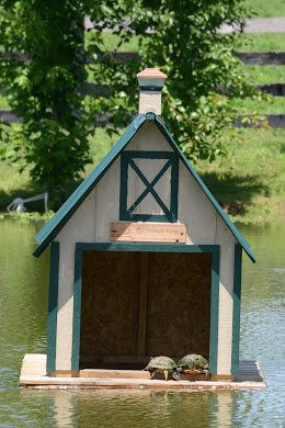 Oldfriendsfarm's tweet photo. Old Friends Reptiles of the Day: The entrance to our duckhouse has been designated a high-traffic area! #waterturtles Photo @battles_laura https://t.co/fRGdPFX9EX