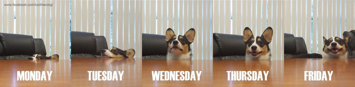 lucithecorgi's tweet image. Happy Friday frands. 🦊