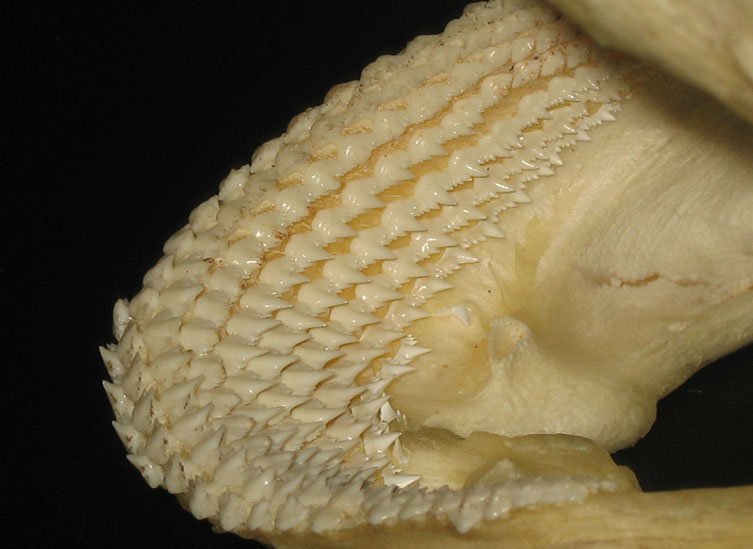 Shark Teeth Rows