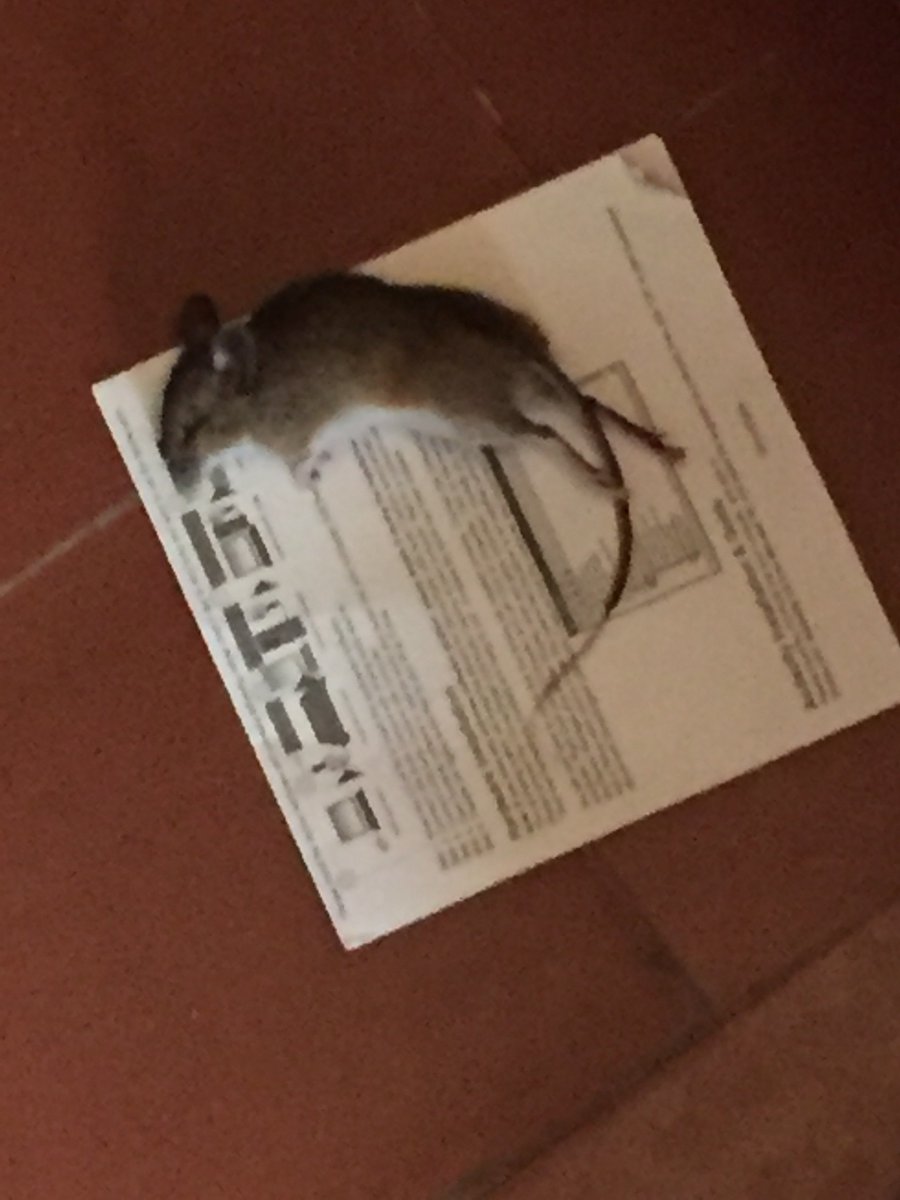 A gift from our Bengal called Poppy 🏆