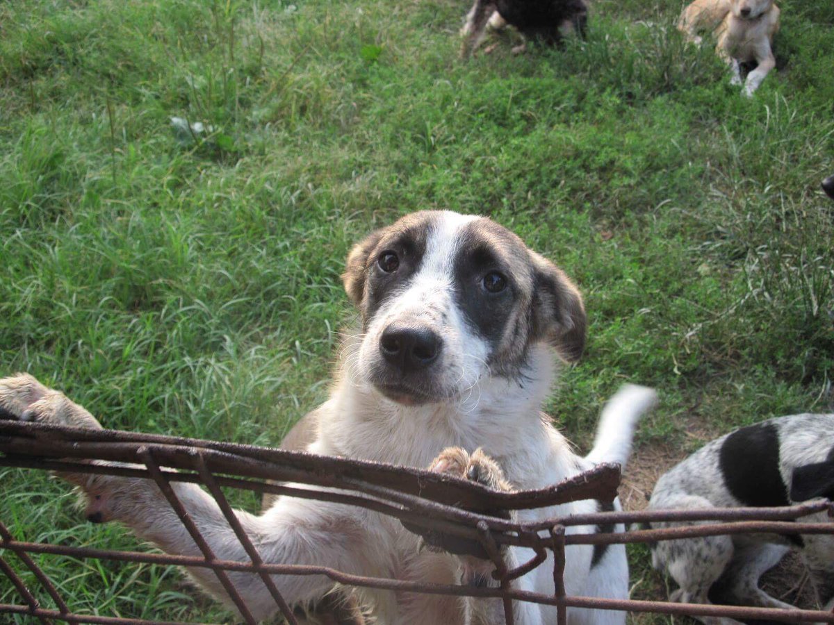 MASCHA aus Wladikawkas

<3 Ich bin ein Schatz, holt mich hier raus! <3

Alter: 8 Monate alt
Größe: 30 cm
Geimpft: ja
Kastriert: nein