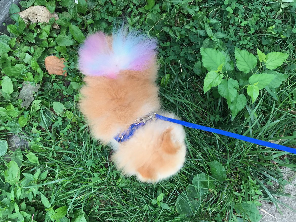 rclbeauty101's tweet photo. LOOK AT THIS LITTLE COTTON CANDY FLUFF!! (Animal safe hair dye) https://t.co/t43frbXaIe