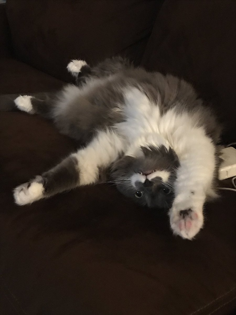 TheMustacheCat's tweet photo. Barely made it through the week...
#TGIF #mustachecat https://t.co/Kh7o6a7USi