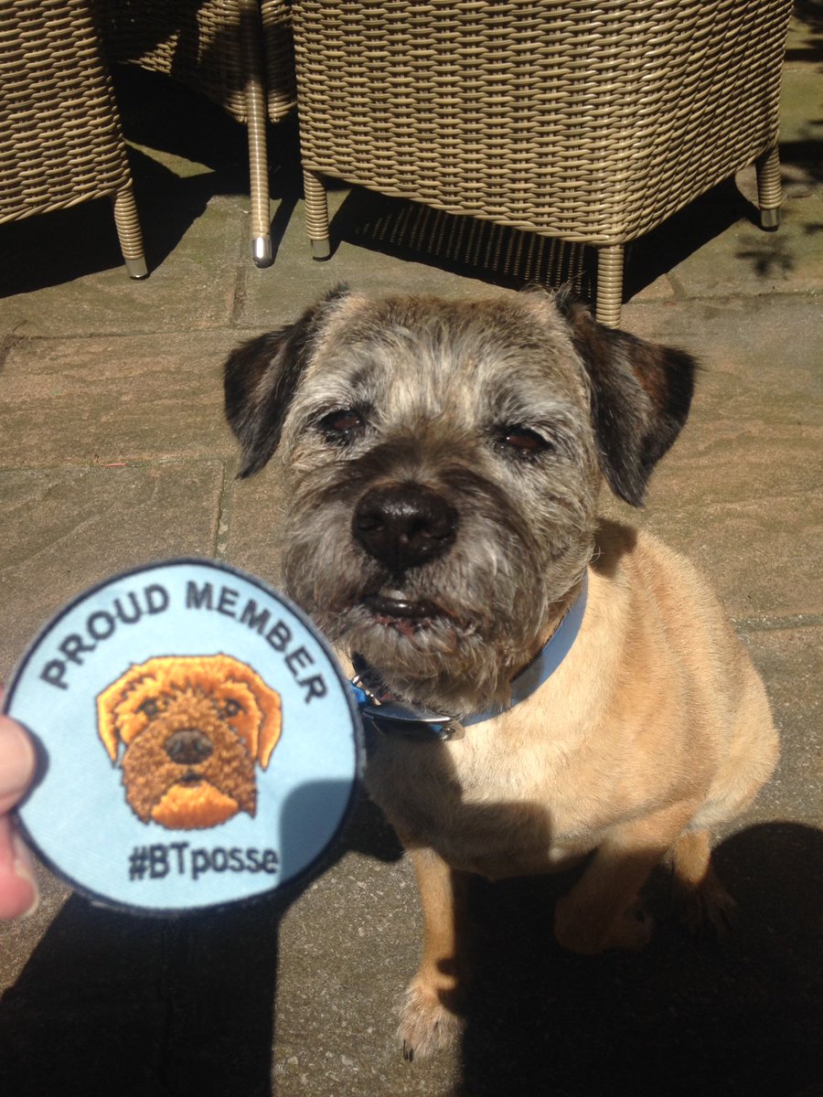 ArchiePickle1's tweet image. I'm supa thrilled to be an official member of the #BTPosse Big 💕and thanks to everyone at #BTposse @claptonterrier @RohanTheBT