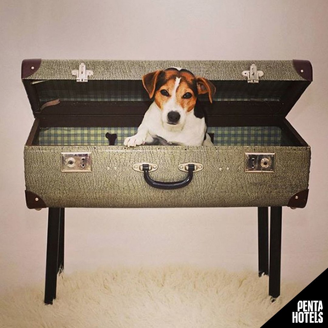 pentaderby's tweet photo. Going away for the weekend? We love dogs. don't forget your cute furry companion #pentahotels #wedontdonormal #<3dogs https://t.co/NJIO8KwK1R