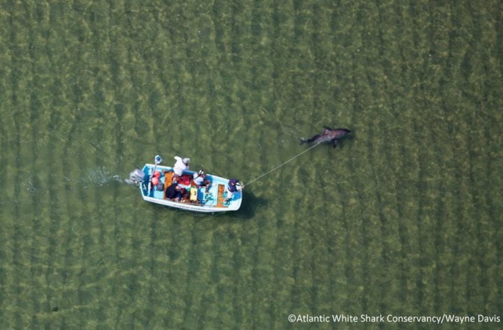 A_WhiteShark's tweet photo. @natgeowild Amazing, but what the video doesn't show is our efforts to revive @SharkJamison, along with @HMCHATHAM and @MassDMF. Took well over an hour! https://t.co/QuxnI0G1mp