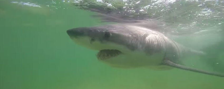 A_WhiteShark's tweet photo. @natgeowild Amazing, but what the video doesn't show is our efforts to revive @SharkJamison, along with @HMCHATHAM and @MassDMF. Took well over an hour! https://t.co/QuxnI0G1mp