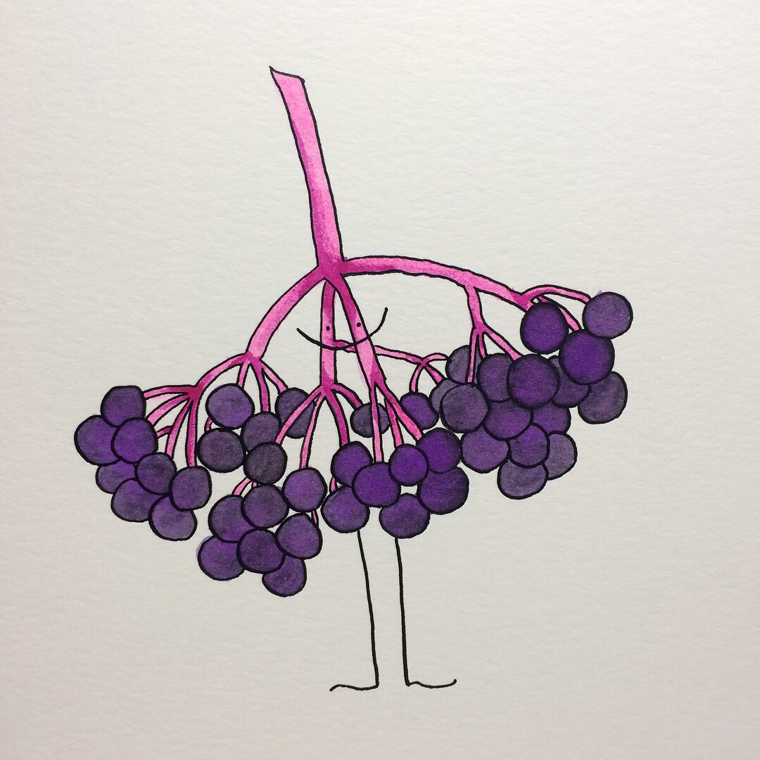 ruthielafond's tweet photo. 27/31 Carly the elderberry bunch wants to help you eat healthy! #cherriesandberries #ruthiedrawsfruits #elderberries #kidlitart #illos https://t.co/2qucgar8Rq