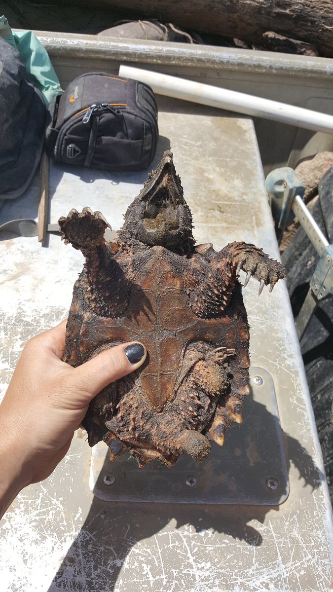 A_RazzBerry's tweet photo. When you catch an #alligatorsnapper that's the size of a game boy https://t.co/Pl5D7ZC5k9