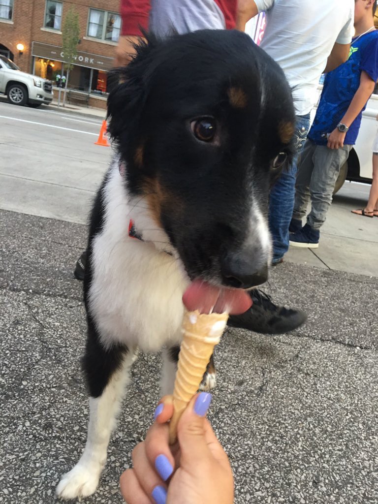 Meet Jax. He enjoys ice cream so much he gets nervous around it. 13/10 help Jax enjoy more things by clicking below

gofundme.com/ydvmve-surgery…