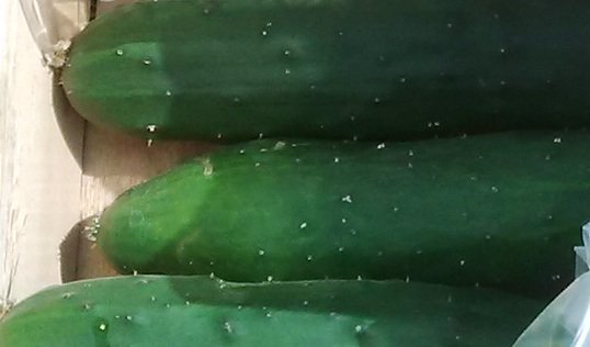 Yummy cucumbers now available! They might be knobbly 'snozcumbers' but they taste the best &amp; last for ages! <a href="/BoaFoodAssembly/">BOA Food Assembly</a>