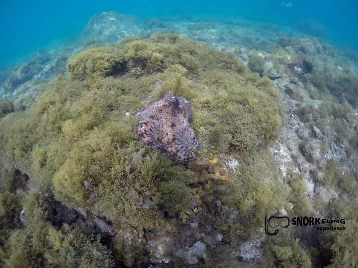 SnorkelingExpe's tweet photo. Lpa Juventud 3 https://t.co/EDS59TSYie