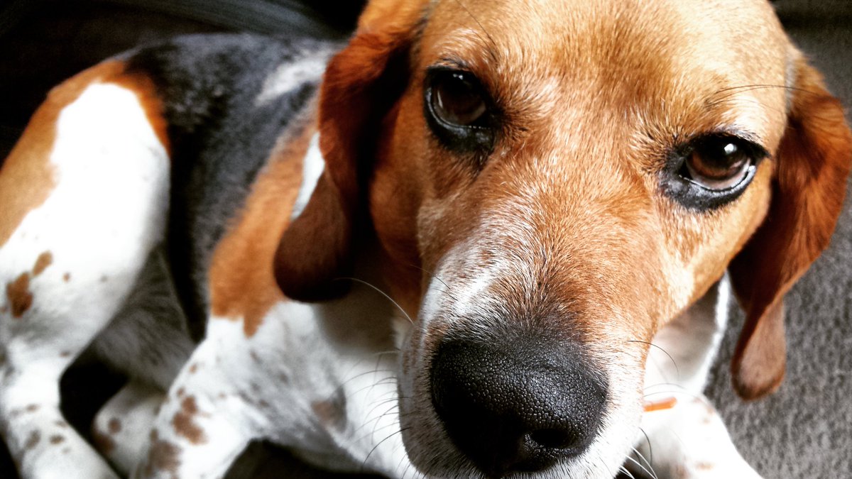 Ksniper15's tweet image. A dog is most certainly a girls best friend! 🐶
#beagle #alabamadogs