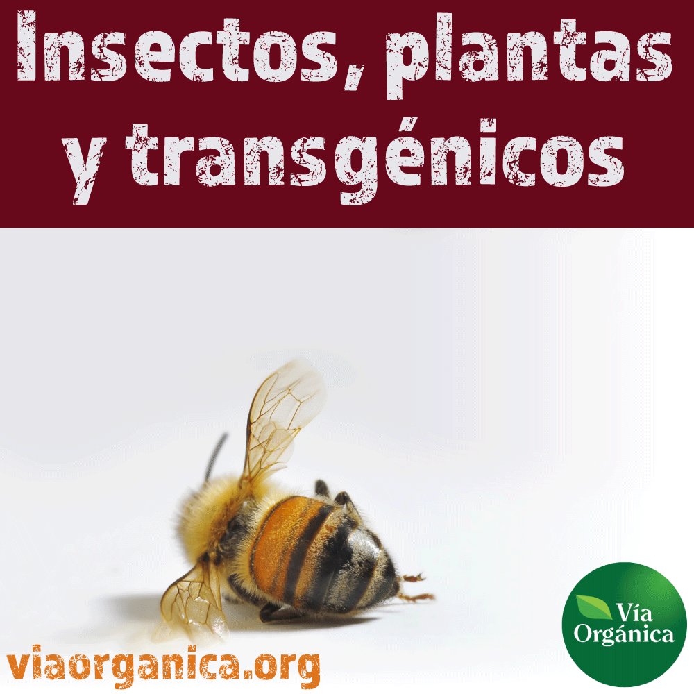 viaorganica's tweet photo. #FelizJueves Aprende sobre la asombrosa relación entre plantas e insectos, y el peligro que los OGMs representan: https://t.co/Pst3GAm8VU https://t.co/cYZtmhdMSO