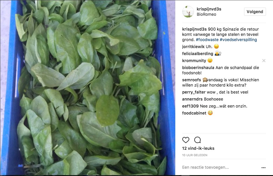 Prachtige spinazie telen en hem retour krijgen omdat het blad te groot is en de steel te lang... Vandaag bij onze teler @Krispijnvd3s.